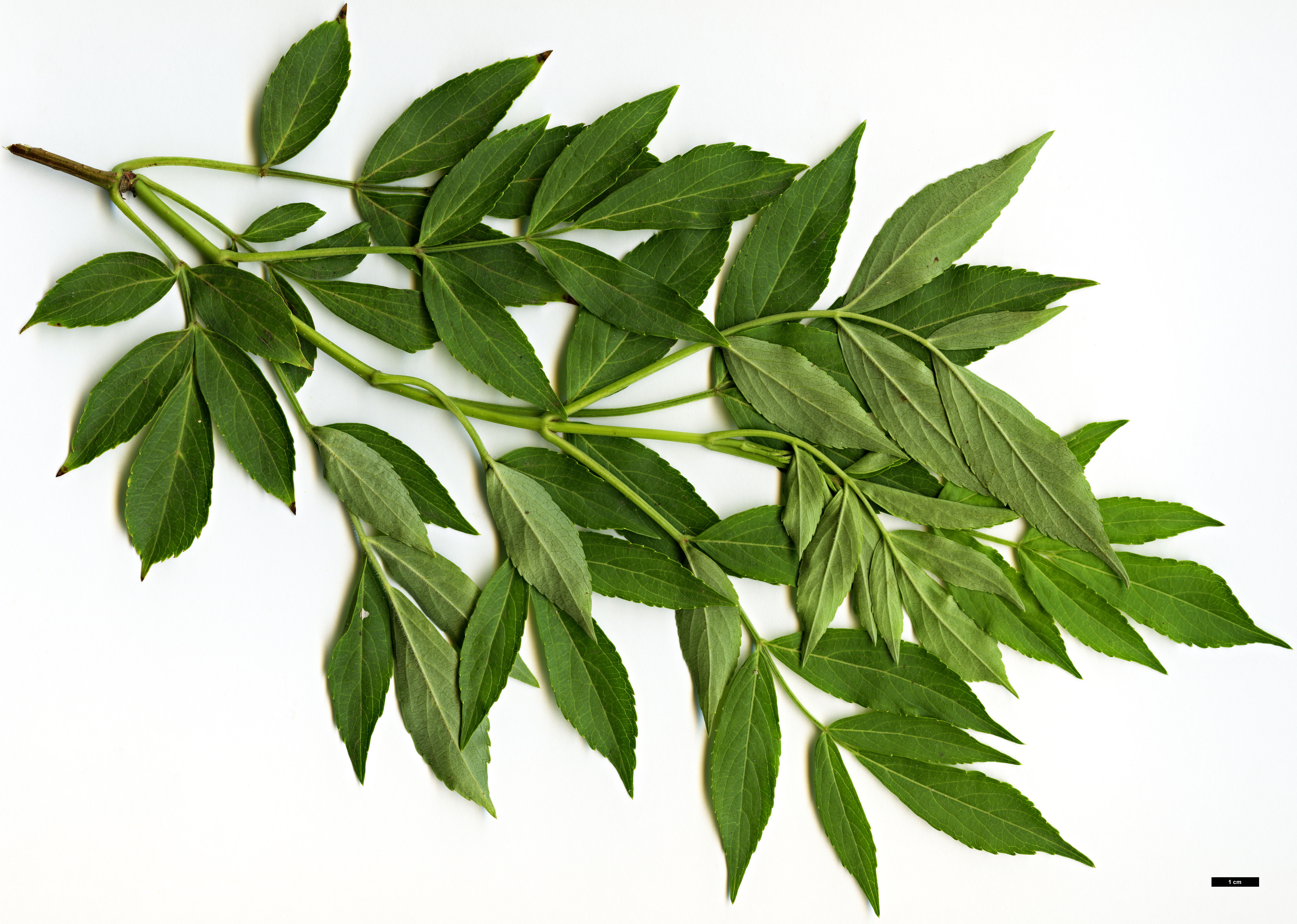 High resolution image: Family: Adoxaceae - Genus: Sambucus - Taxon: nigra - SpeciesSub: subsp. palmensis High resolution image: Family: Adoxaceae - Genus: Sambucus - Taxon: nigra - SpeciesSub: subsp. palmensis